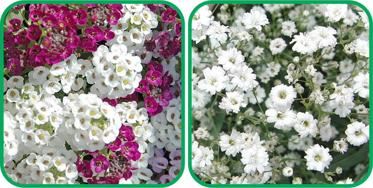 Aero Seeds Gypsophila elegans White And Alyssum Mix Color Flower Seeds Pack (50 Seeds In Each Packet) (B0989YRF1D) Amazon Price History, Amazon Price Tracker
