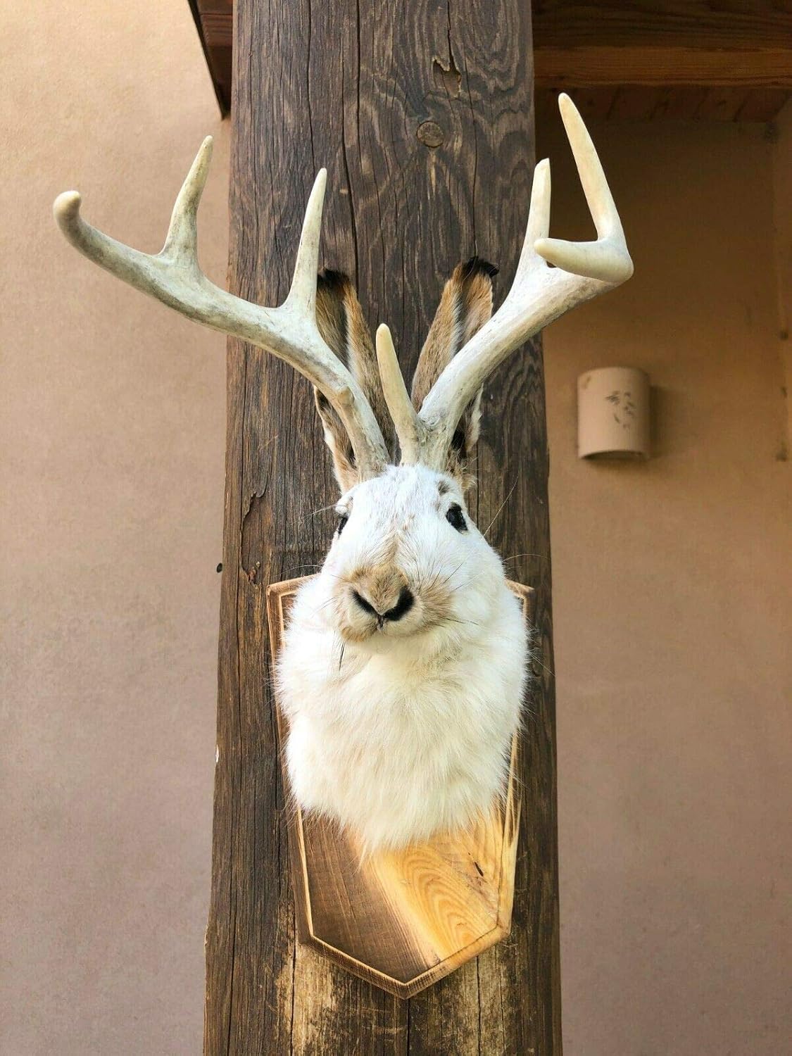 Jackalope Shoulder Head Mount Taxidermy Mounted 8 Point Antlers