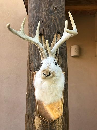 Jackalope - Cuernos de 8 puntos montados en taxidermia de montaje en cabeza de hombro profesionalmente