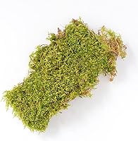 Vista 3 de Mosser Lee - Musgo natural verde en lámina, 325 pulgadas cuadradas, ML0460