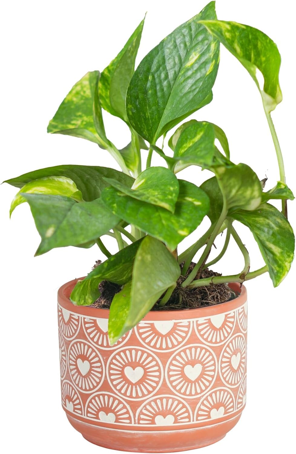 Costa Farms Golden Pothos Live Plant, Easy to Grow Vining Live Indoor Houseplant in Decor Planter, Real Housewarming Plant Gift, Home or Room Decor, 8-Inches Tall