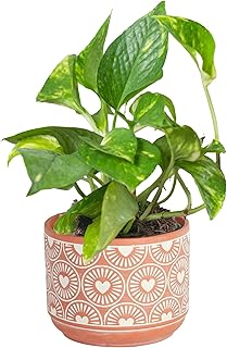 Costa Farms Pothos Plant, Devil's Ivy in Decorative Pot, Easy to Maintai...