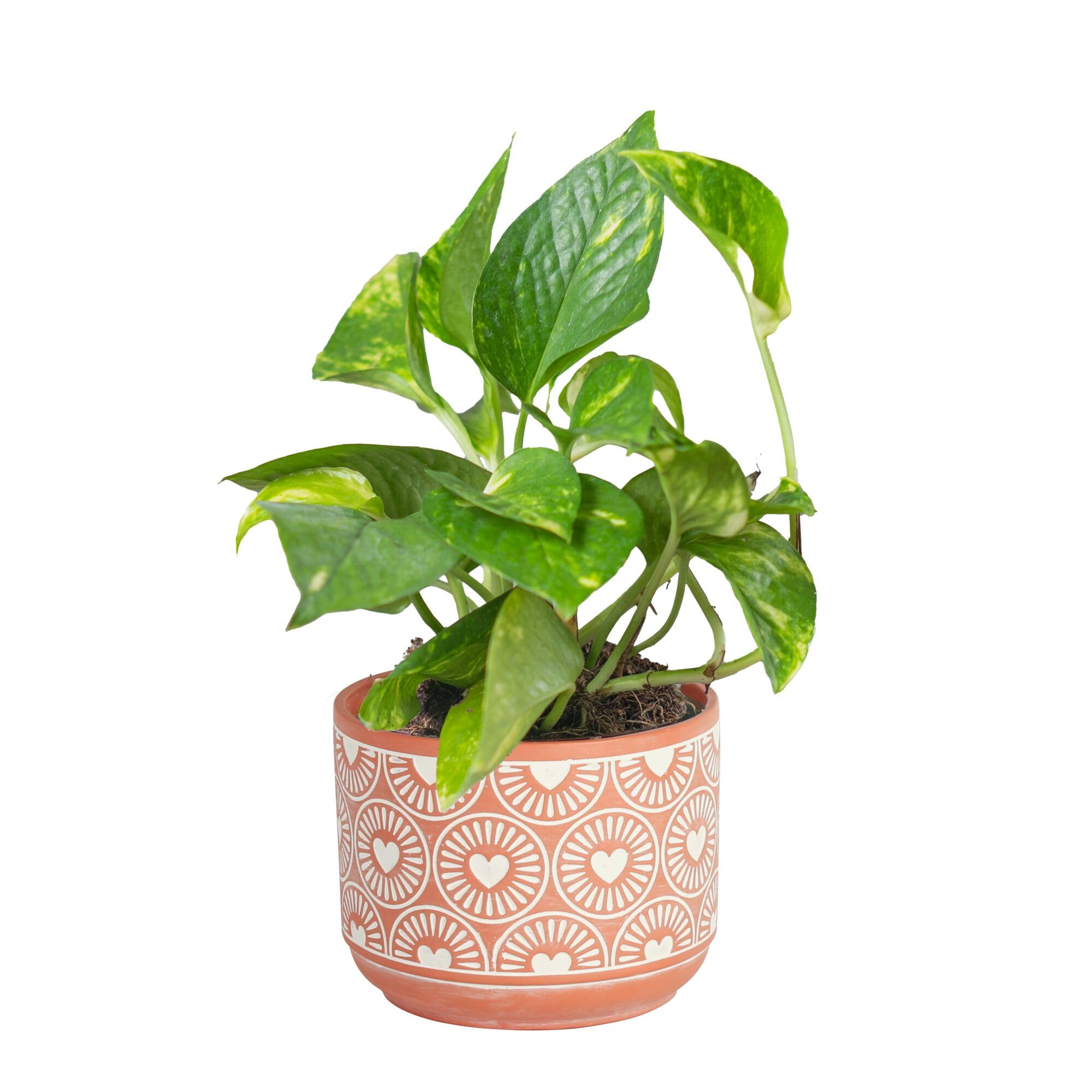 Costa Farms Pothos Plant, Devil's Ivy in Decorative Pot, Easy to Maintain, Air Purifying Indoor Houseplant, Trellis, Shelf, Room, or Office Decor, House Warming Gift, 8-12 Inches Tall