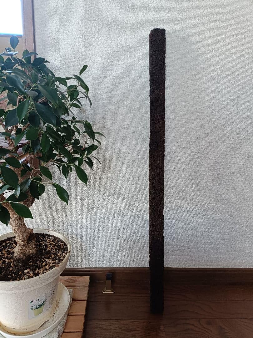 Amazon｜ヘゴ支柱 ヘゴ棒 90cm 1本｜観葉植物 オンライン通販
