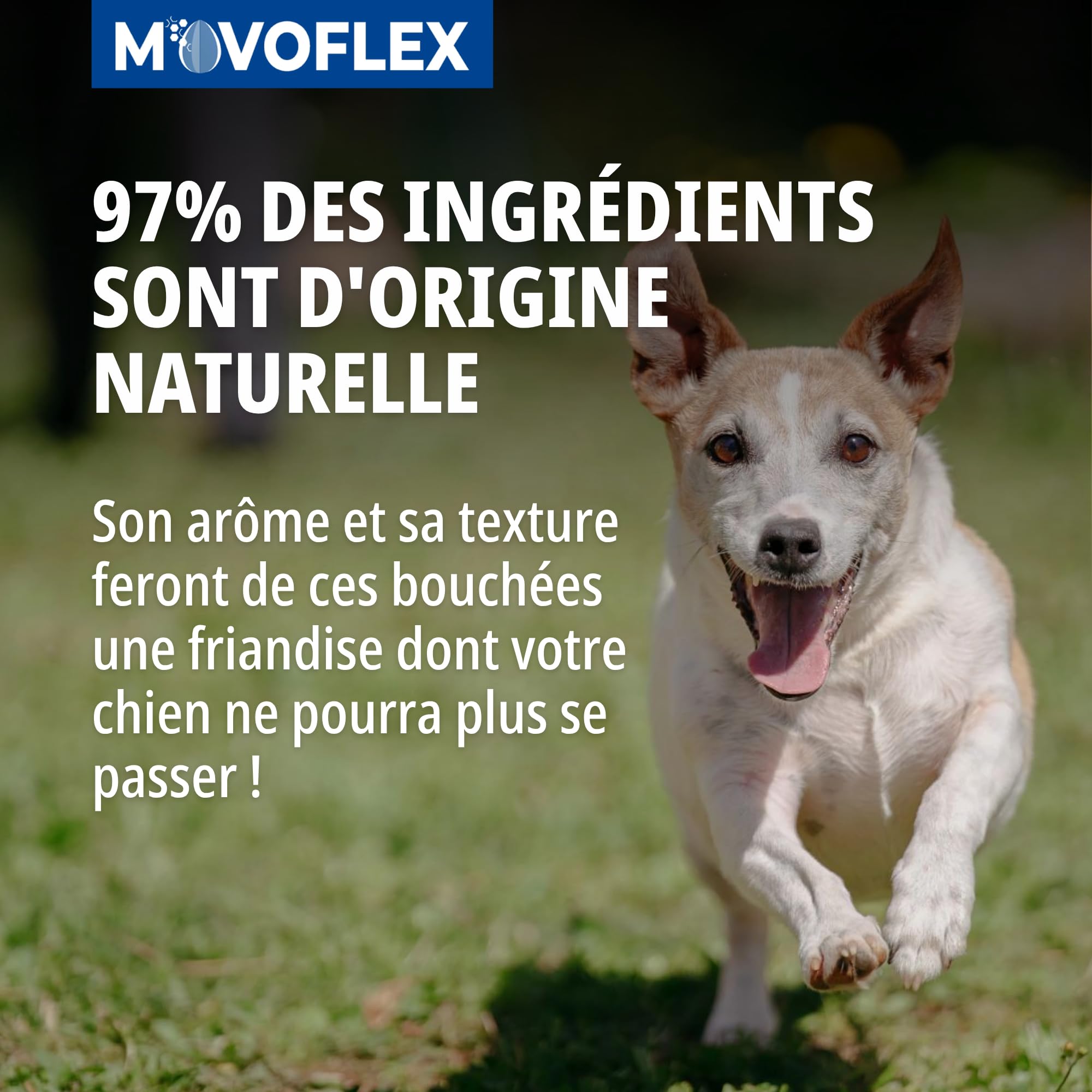 Virbac Movoflex Chien S Aliment complémentaire pour Le Soutien des articulations et de la mobilité – Petits Chiens de Moins de 15 kg – Boîte de 30 bouchées