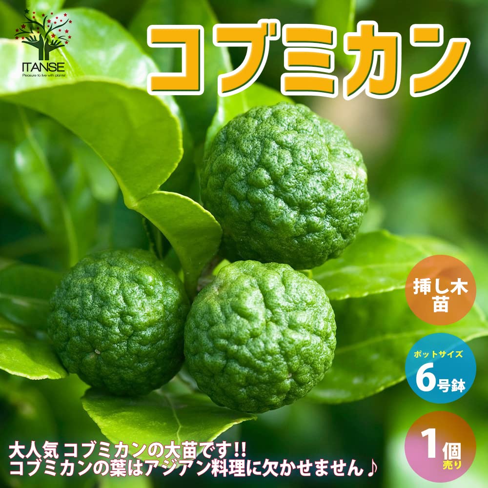 Amazon.co.jp: ITANSE コブミカンの苗木 6号ポット Mサイズ