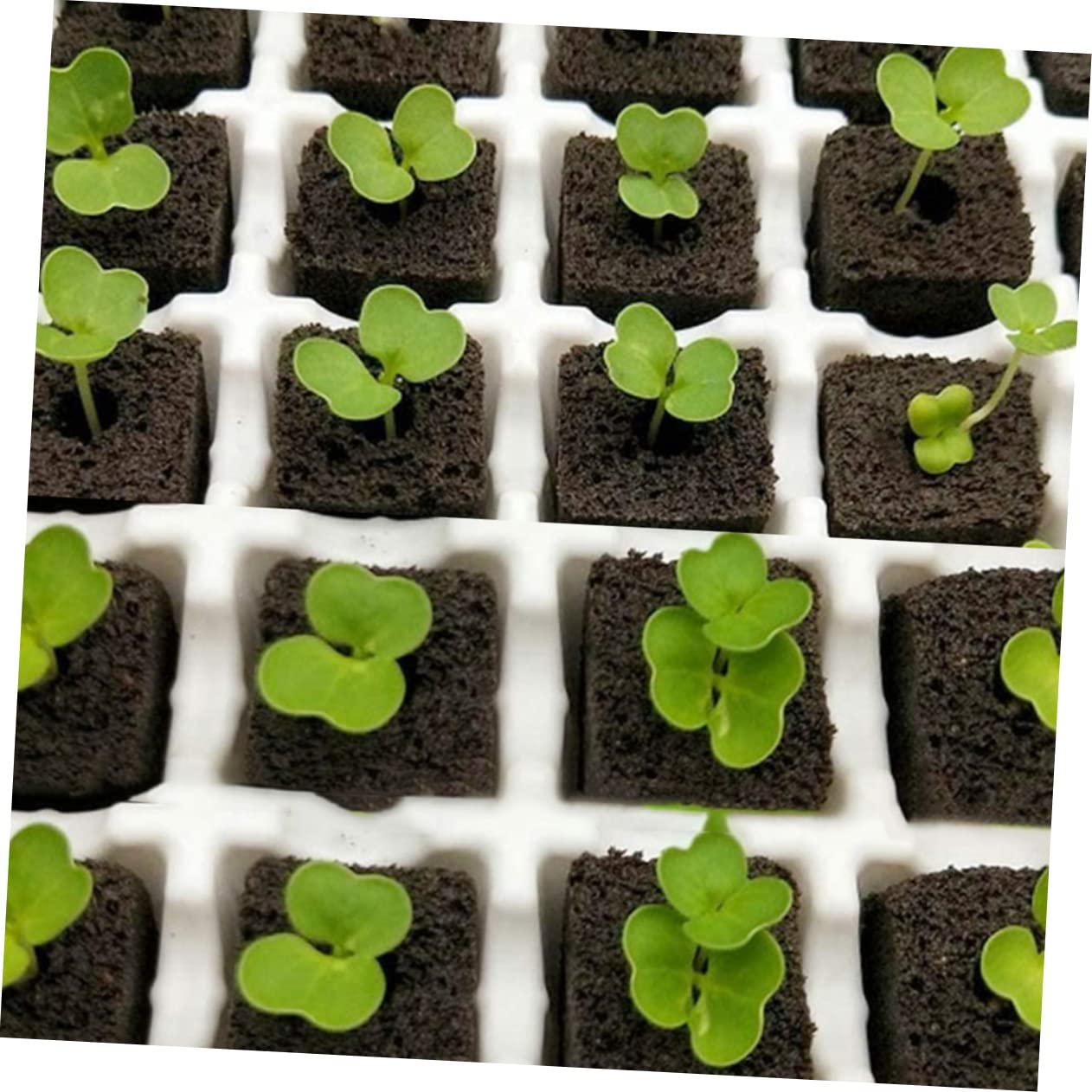 Sosoport 60piezas Bloques De Cultivo De Turba para Jardín Sustrato Profesional para Plántulas Hidratante y Transpirable para Trasplante