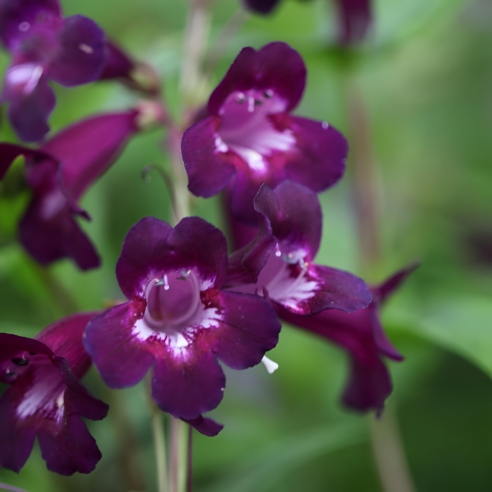 Plant Theory Pensham Plum Jerkum Beard Tongue Perennials Flowering Plants Penstemon 2L Pot