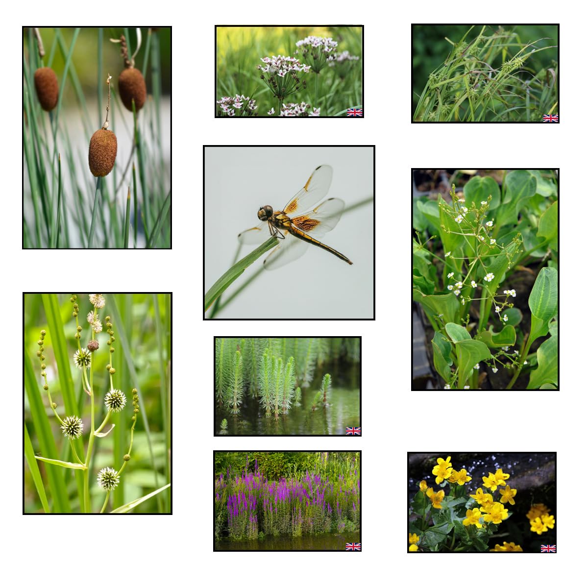 Lincolnshire Pond Plants Ltd Dragonflies & Damselflies Marginal 8 Pack - bareroot