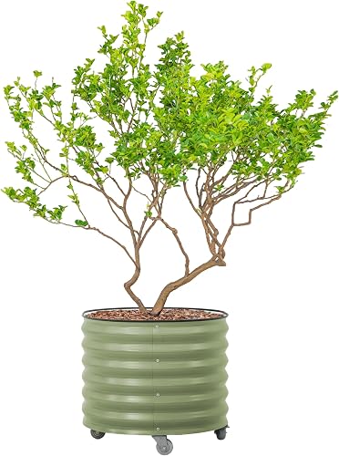 Rolling Metal Citrus Tree Planter Pot, 27″ Round Planter Box for Porch Patio & Backyard, 45 Gallon Large Planter Pot with Wheels for Growing Olive Trees Tomatoes Vegetables and Flowers, Olive Green