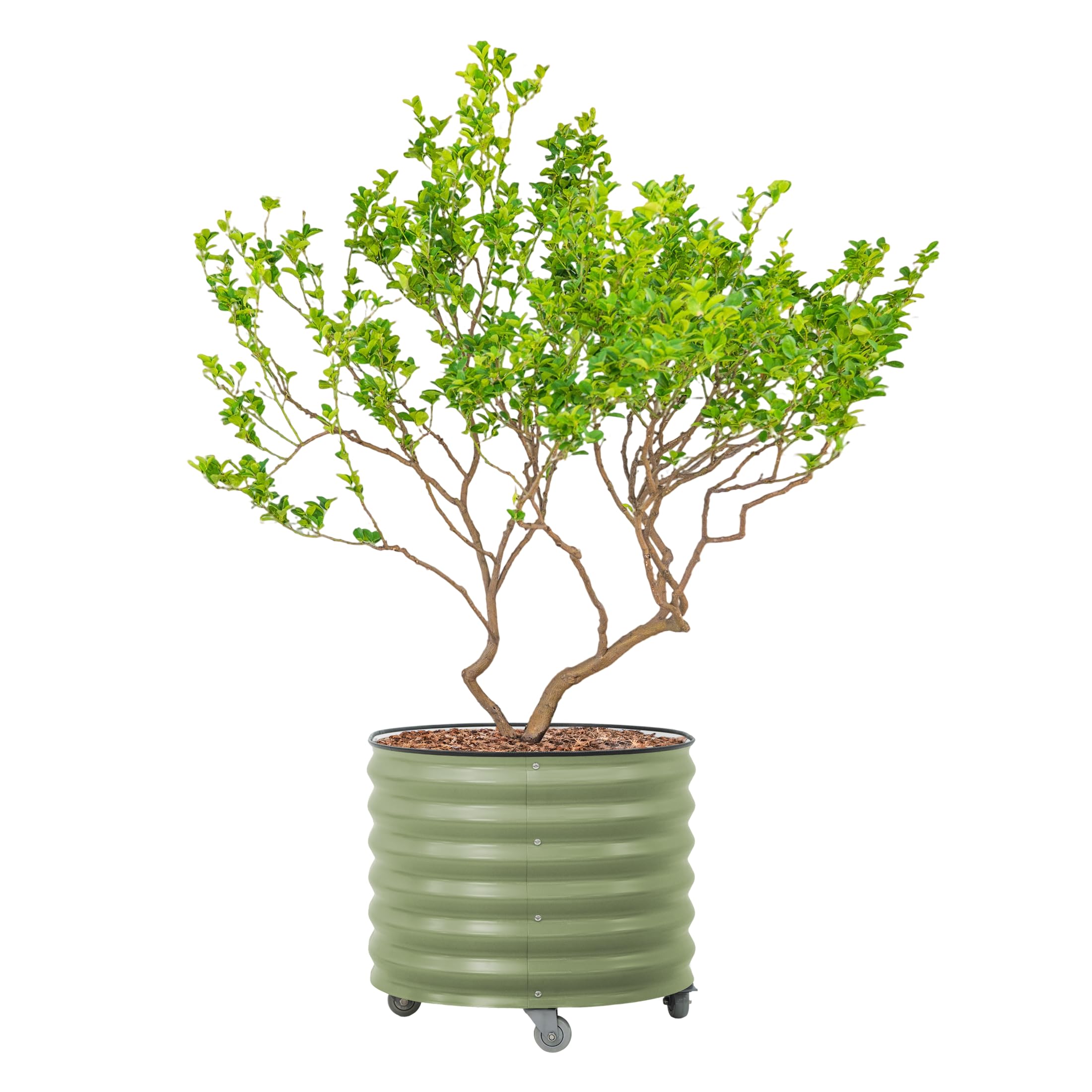 Rolling Metal Citrus Tree Planter Pot, 27″ Round Planter Box for Porch Patio &amp; Backyard, 45 Gallon Large Planter Pot with Wheels for Growing Olive Trees Tomatoes Vegetables and Flowers, Olive Green