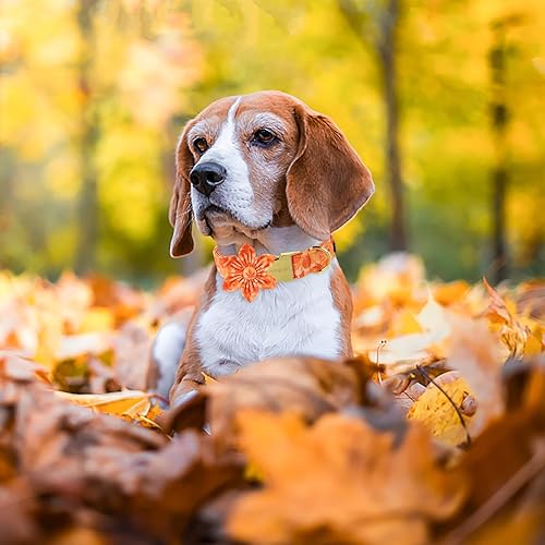 Miniatura 6 de ARING PET Collar de perro de otoño, collar de algodón amarillo para perro con flor, hojas de otoño ajustables, collar de perro con flores y hebilla