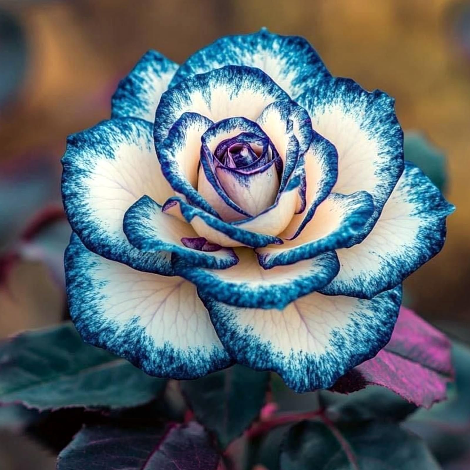 Excellent Rose Rhizome, Hardy Perennial, Garden Decoration, No Watering Required, Professional Planting, Suitable for Spring and Autumn-2 Rhizome-H โ image 1