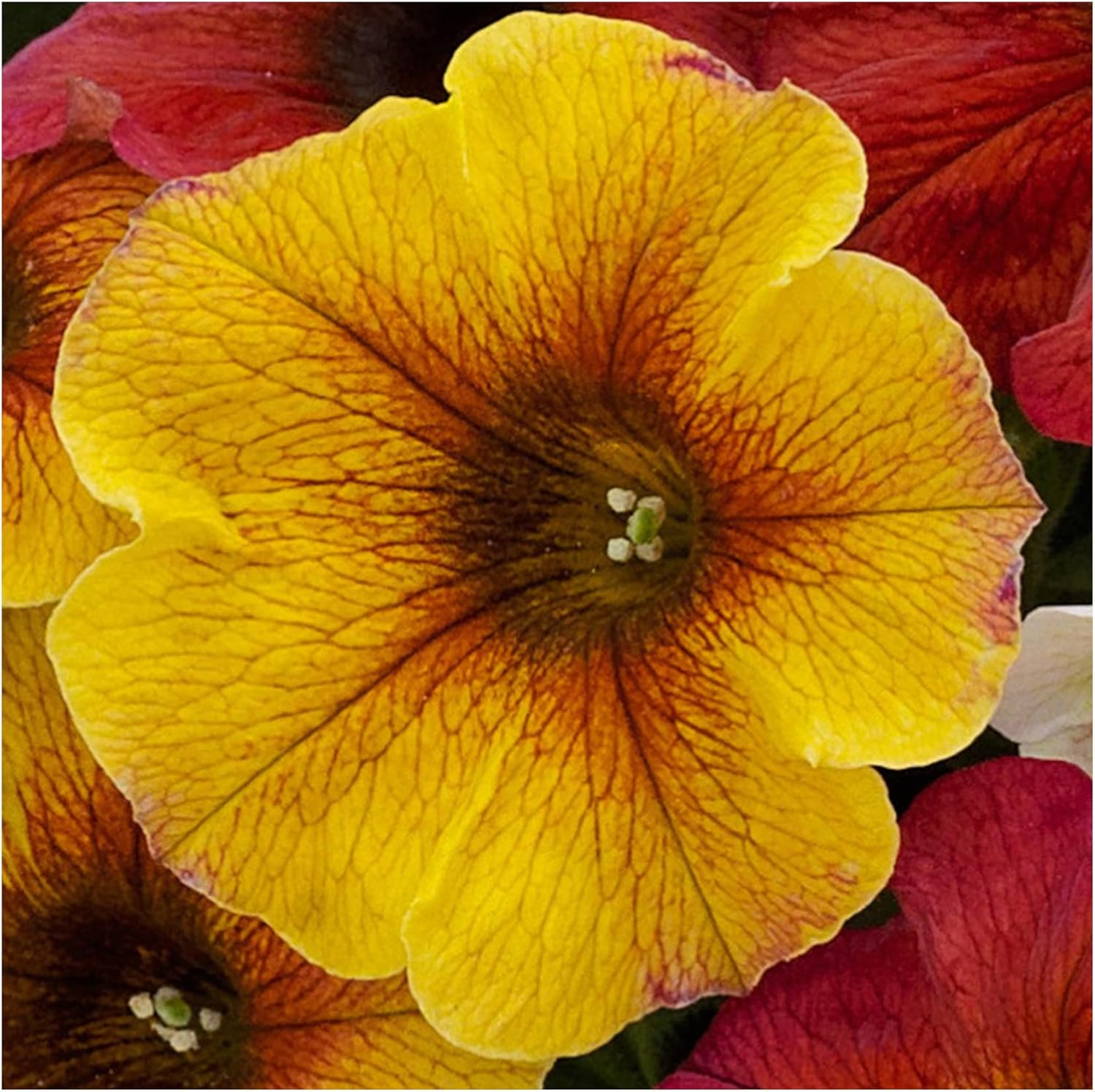 Petunia Beautical Caramel Yellow 6.Fantastic for Hanging Baskets, Plug