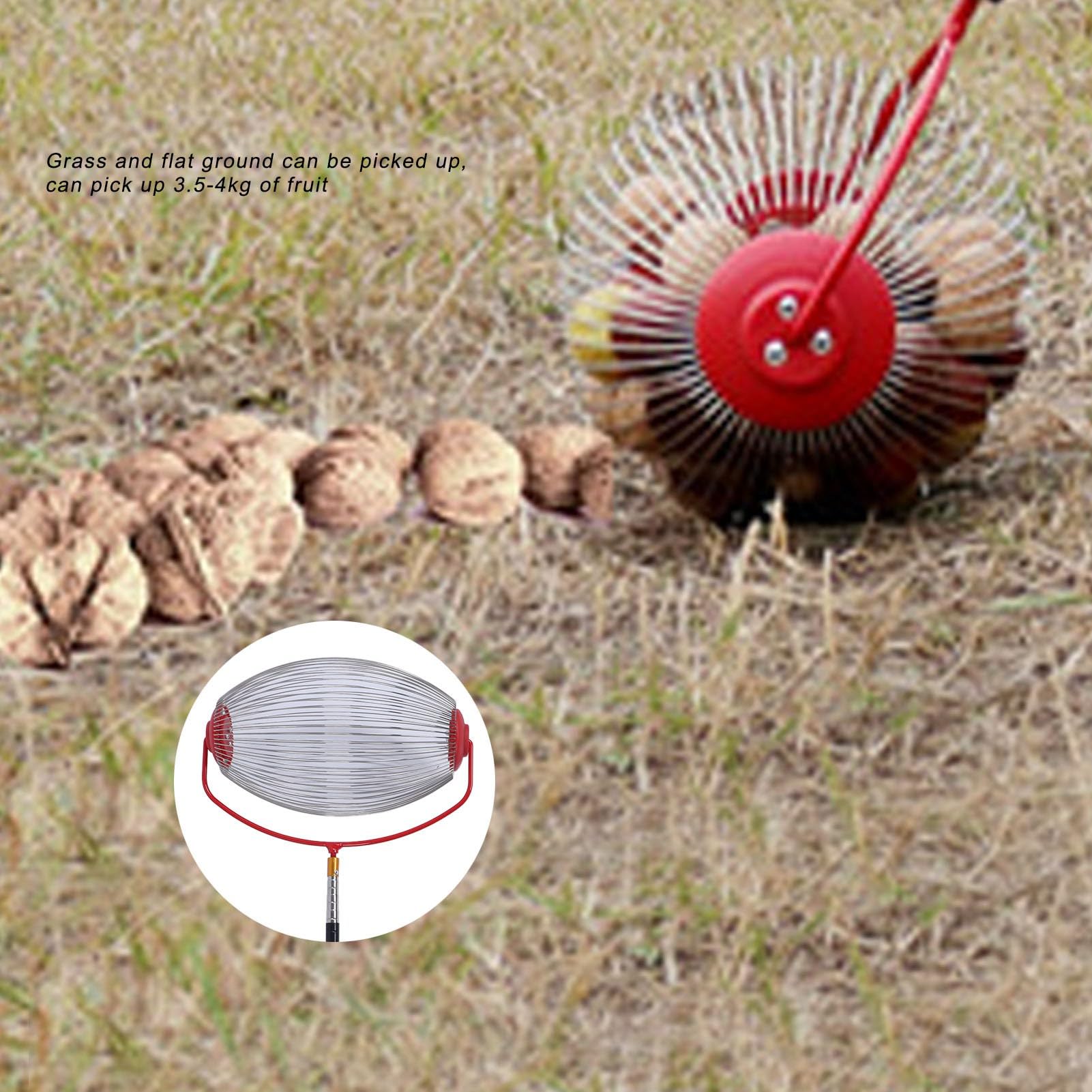 Fdit Nusssammler aus Edelstahl mit Großer Kapazität, Effizienter Obstsammler für Walnüsse, Pekannüsse, Kastanien, Leichter, Tragbarer Rollender Eichelpflücker für (Großer, übergroßer