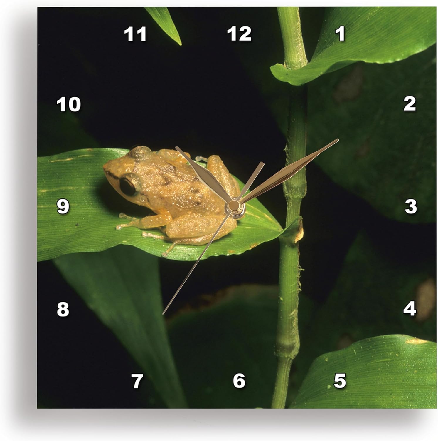 3D Rose 3dRose Coqui Frog on Leaf, El Yunque Forest, Puerto Rico-CA27 KSC0000-Kevin Schafer-Wall Clock, 13-inch (DPP_72316_2)