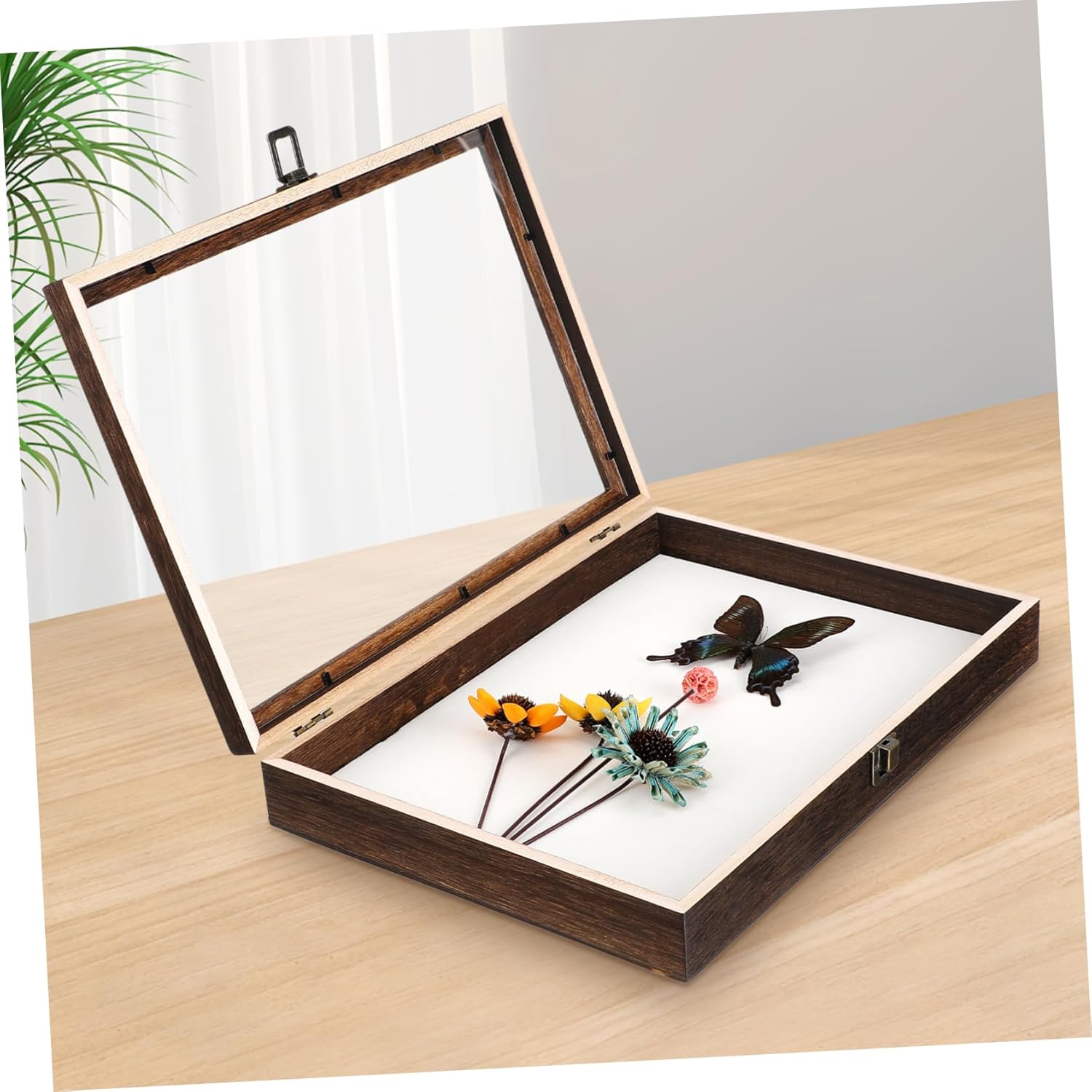Specimen Display Box with Acrylic Lid Vintage Style Wooden Storage Case for and Dustproof for Collectors and Home Decor