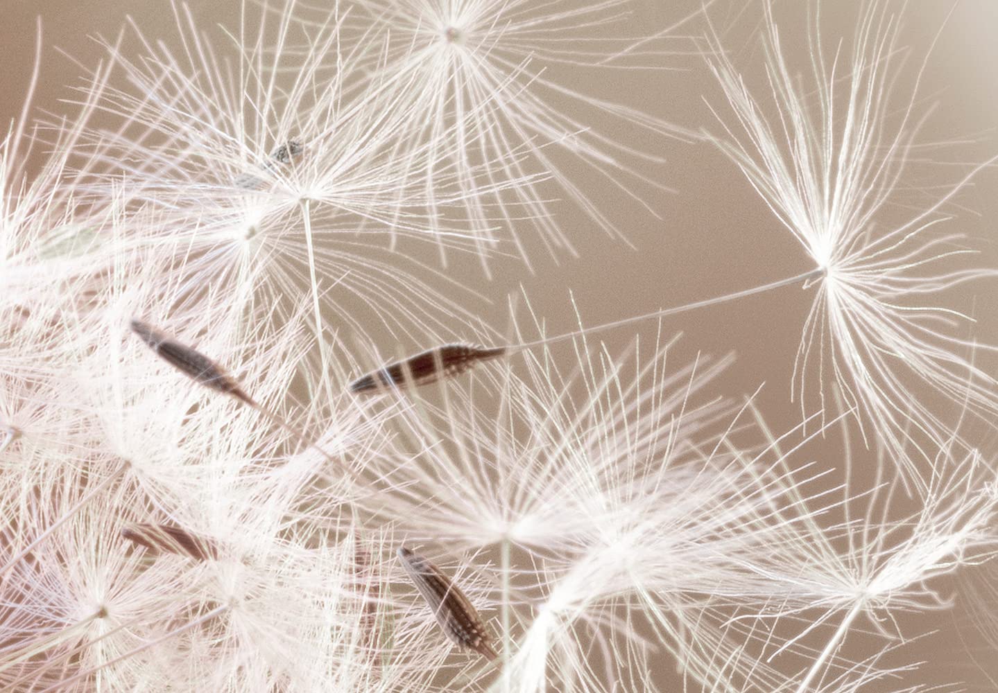 murando - Fototapete Vlies Pusteblumen, 400x280 cm, Schlafzimmer, 3D-Effekt | Full HD Druck, 3D-Effekt, lichtbeständige Farben, ideal fürs Wohn- oder Schlafzimmer, schnelle Montage, lichtbeständig, edel