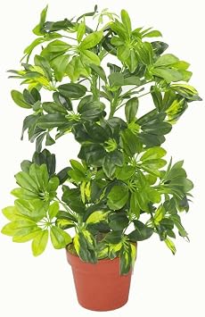 Leaf LEAF-7008 75cm Artificial Schefflera Arboricola Plant Umbrella Tree Gold Capella