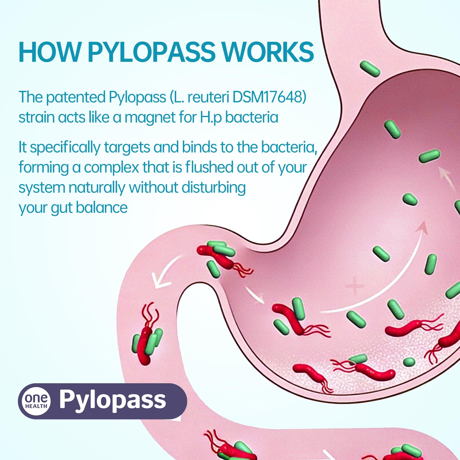 5-in-1 High Potency H. Pylori Probiotic, 1 Per Day - Supports Gastric Lining Integrity, Occasional Indigestion, Acid Comfort - Pylopass Lactobacillus Reuteri, Gluten Free, Vegan, 30ct, Made in Germany — Amazon image 7