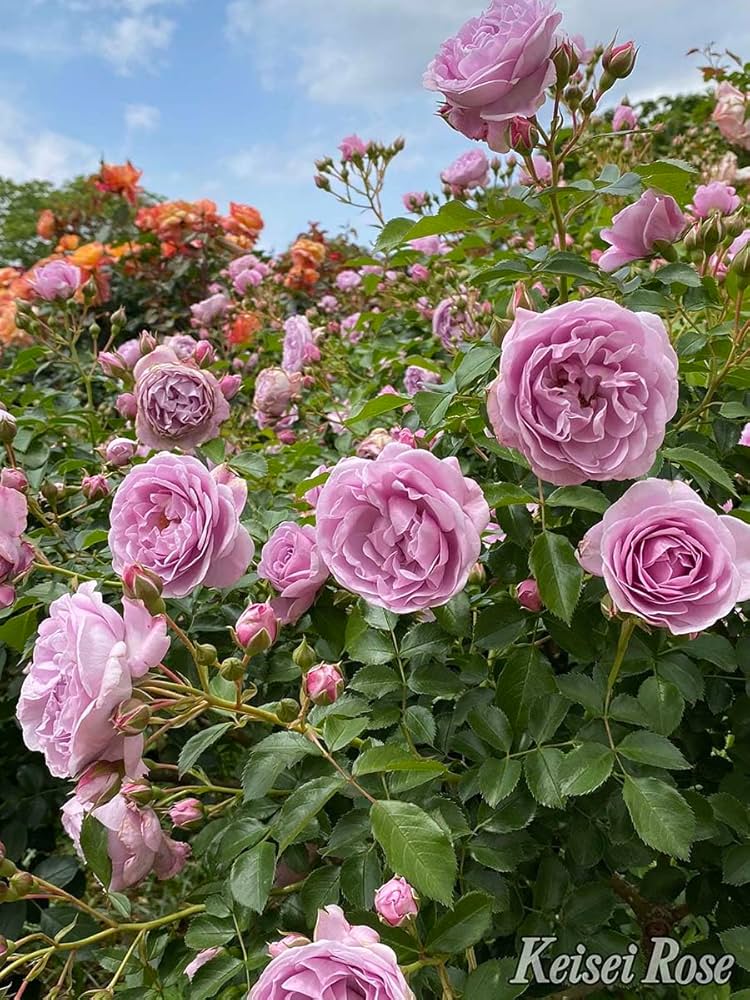 ROSEページ $_12.JPG?set_id=880000500F