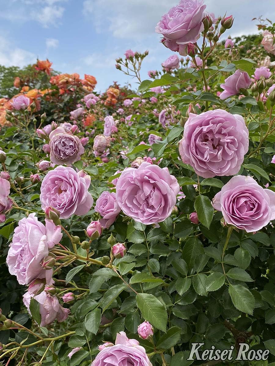 羅本製所robinceramicstudio FLOWER SEASON 羅本製所robinceramicstudio FLOWER SEASON 羅本製所