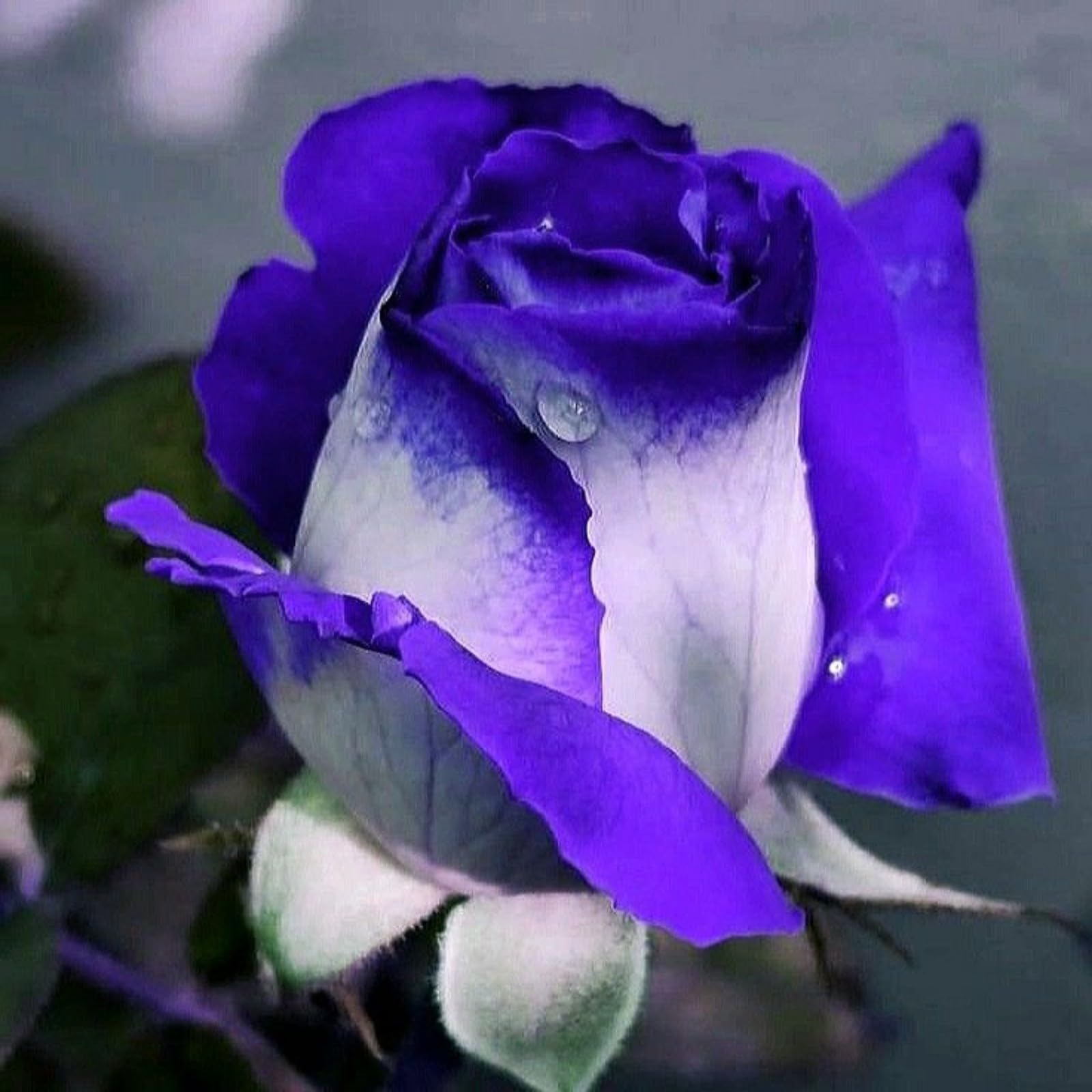 Unique Rose Bulbs for Planting Now UK Ornamental Perennial Natural Organic Excellent Good for Containers Cold-Resistant Easy Plant Display Greening Flower-2bulbs-H — image 1