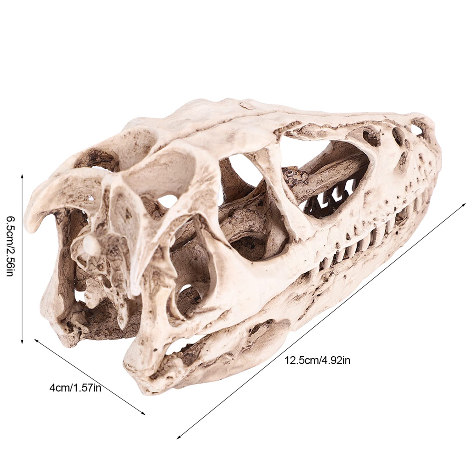 Réplica de Modelo de Cráneo de Resina, Fósil de Cráneo de Diente de Dinosaurio, Modelo de Cráneo de Dinosaurio de Resina, Esqueleto de Animal Simulado