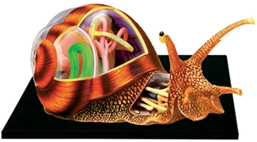 4D VISION SNAIL ANATOMY MODEL 動物解剖 カタツムリ 4D Vision Snail Anatomy Model