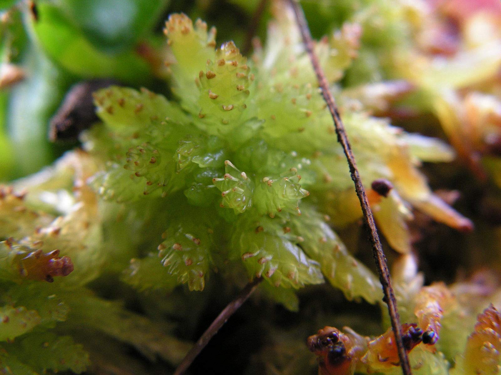 Portal Cool Sphagnum palustre Blunt-Leaved Bog-Moss UNA porzione