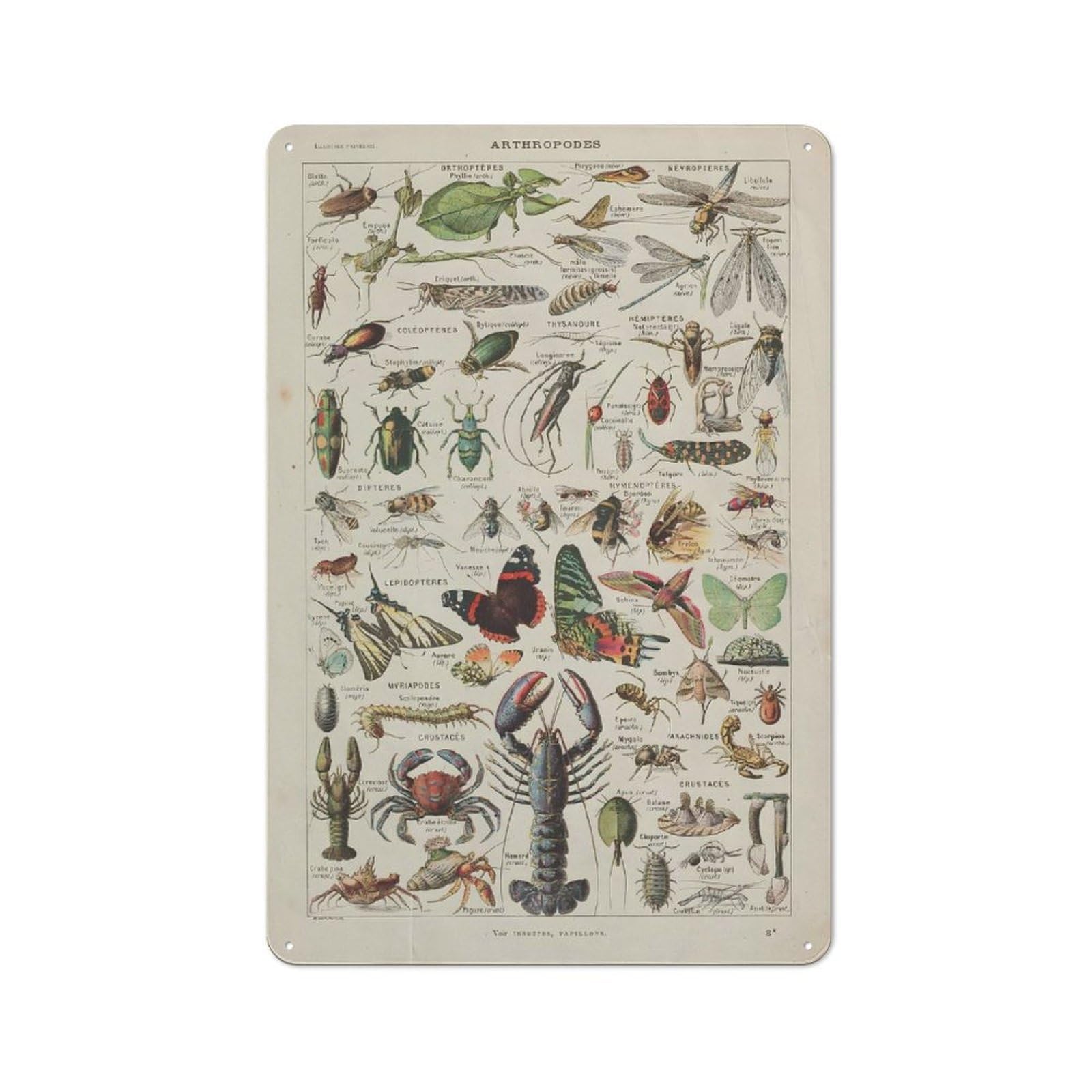 Junmoney Style-24 Vintage Arthropods Rustic Tin Wall Plaque 30X20cm For Hobby Room Or Studio, A New Home Present For Creative Interior Collectors