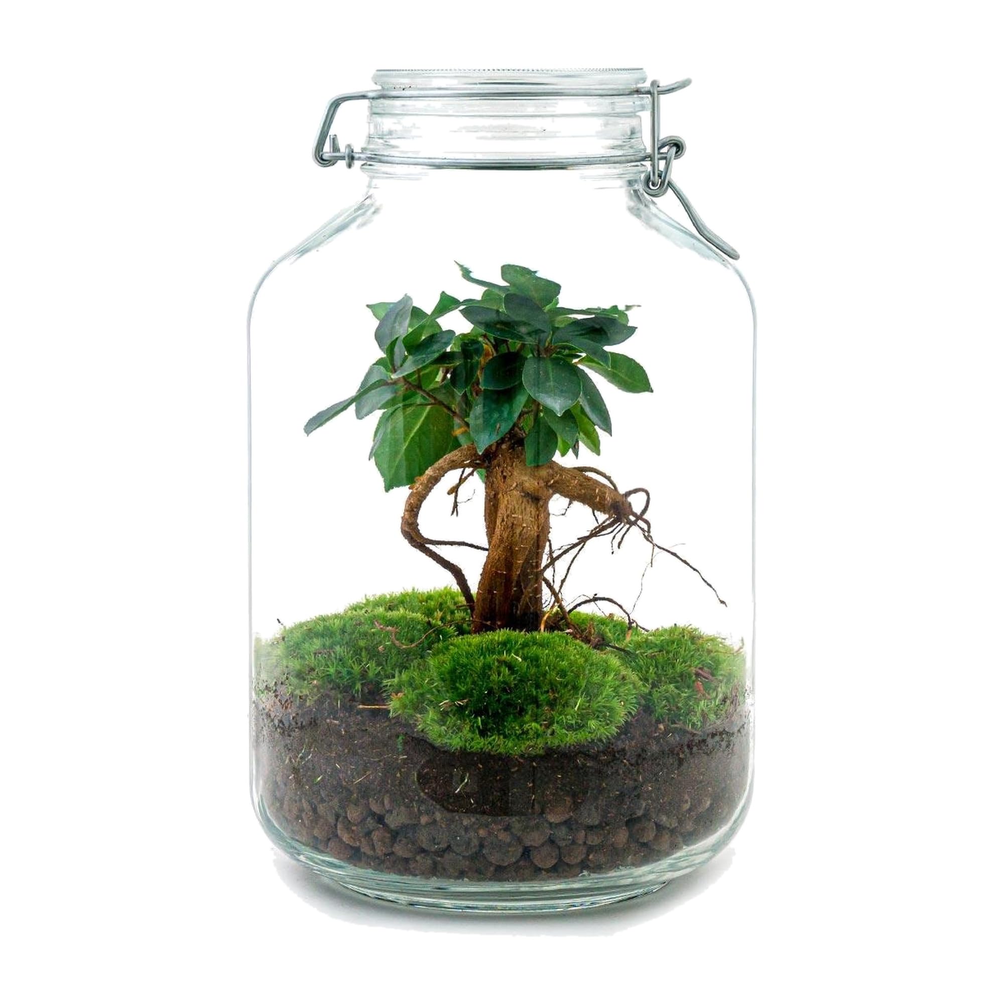 Terrario DIY de Cristal para Interior, Verde, 28 cm con Ficus Ginseng