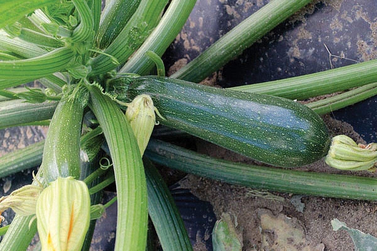 Amazon.com : Jasper F1 Hybrid Summer Squash Seeds - Green Zucchini
