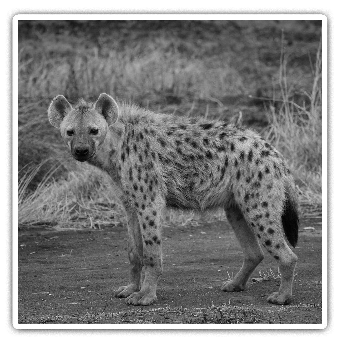 2 x 10cm Square Vinyl Stickers - Hyena Savannah Wild Animals Decals 39177