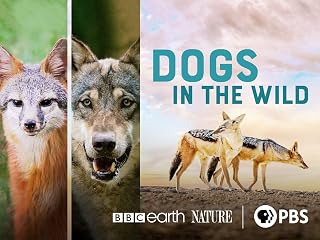 Dogs in the Wild