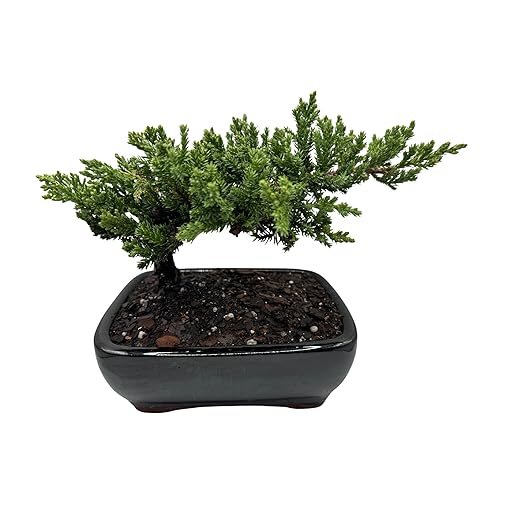 Live Dwarf Juniper Bonsai Tree | Potted in Ceramic Pot | 3 Years Old | 100% Handcrafted for Home | Office Desk | Unique Gift for Birthday, Graduation, Anniversary.