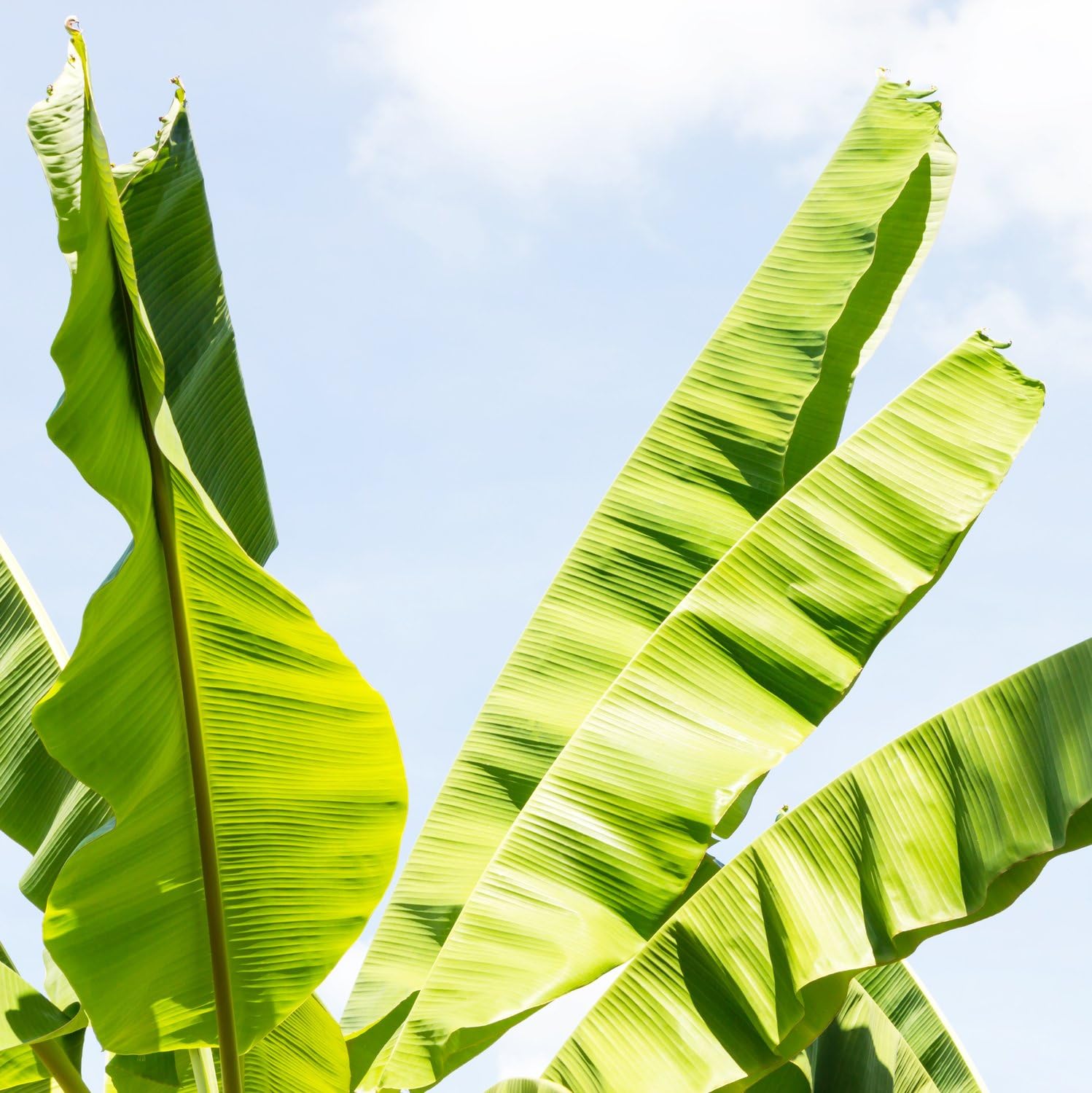 MUSA Basjoo Sakhalin (M. japonica) Banano giapponese, Pianta reale, Albero da banane, Pianta da frutto, Banano vero, Banano rustico, Fiori bianchi, Banane non commestibili