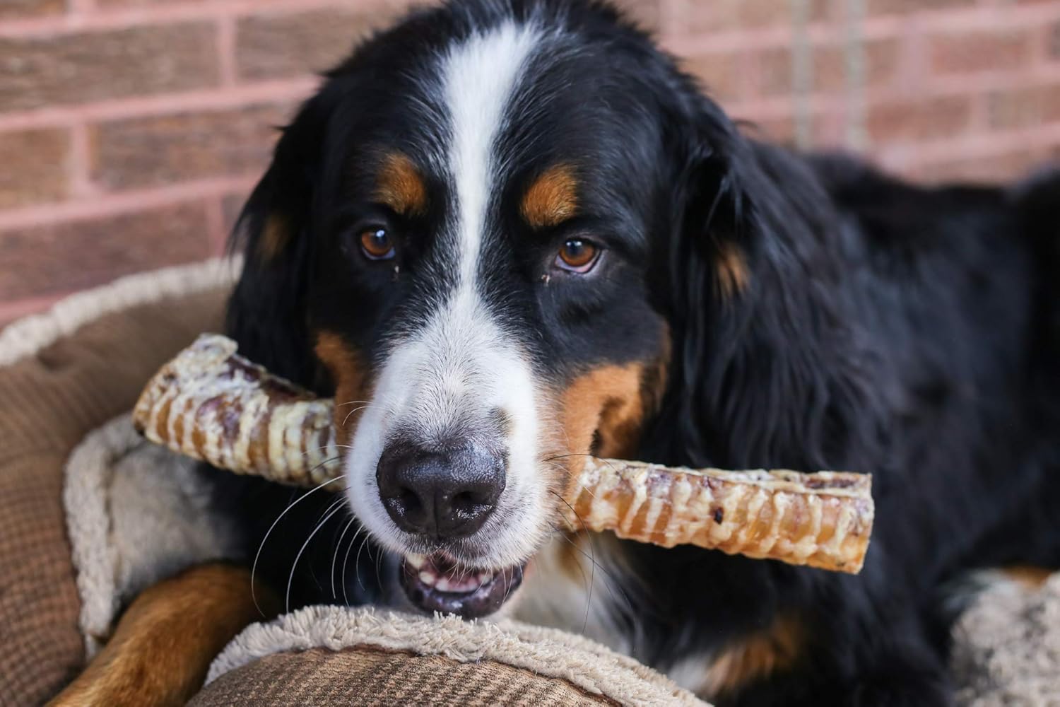 Top Dog Chews – 12” Roasted Beef Trachea Dog Chews 7 Pack, American, All Natural, Single Ingredient Dog Treat, Promotes Joint, Hip & Dental Health, High in Protein for Medium & Large Dogs