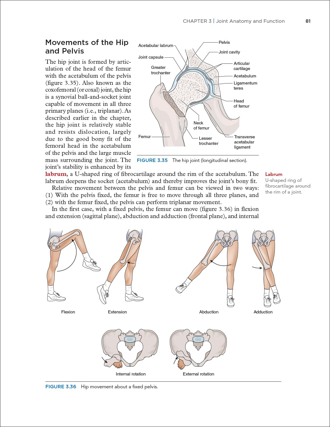 Dynamic Human Anatomy