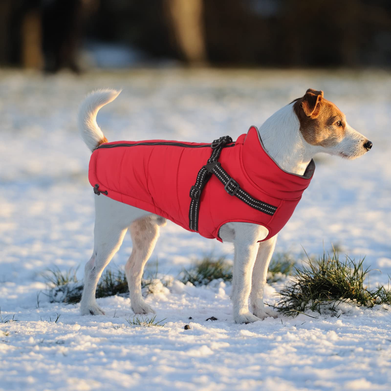 Abrigos y Chaquetas cálidos para Perros con arnés,Chaleco Reflectante Impermeable para Perros Mascotas, Ropa de Invierno para Perros con Correa en el Pecho,para Perros pequeños y medianos-Rojo-XL