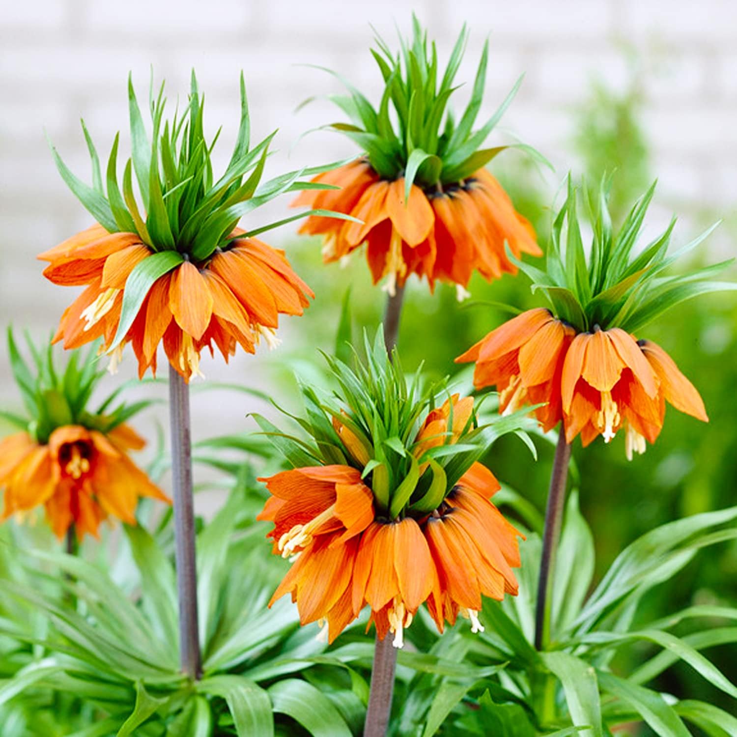 Kaiserkronen Fritillaria Imperialis Orange Blumenzwiebeln (5 Zwiebeln