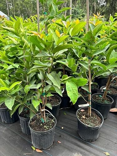 Miniatura 2 de Planta de manzano de rosa roja, árbol frutal de manzana de cera dulce, 2 a 3 pies de alto, planta de árbol de jambú de cera viva para jardín