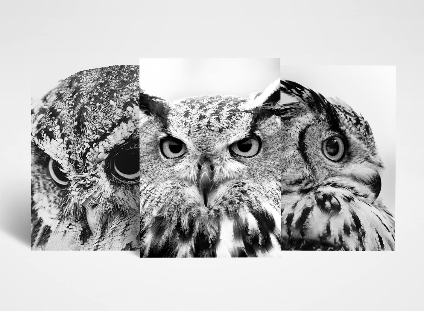 DV DESIGN 3 x A3 Owl Posters - Wild Bird Nature Animal Trio of Prints Portrait Poster Gift
