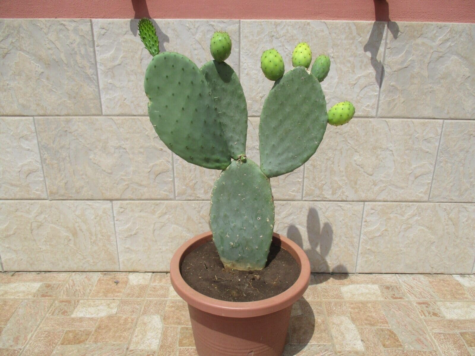 Opuntia Ficus Indica en racine, cactus robuste sans entretien pour terrain sec