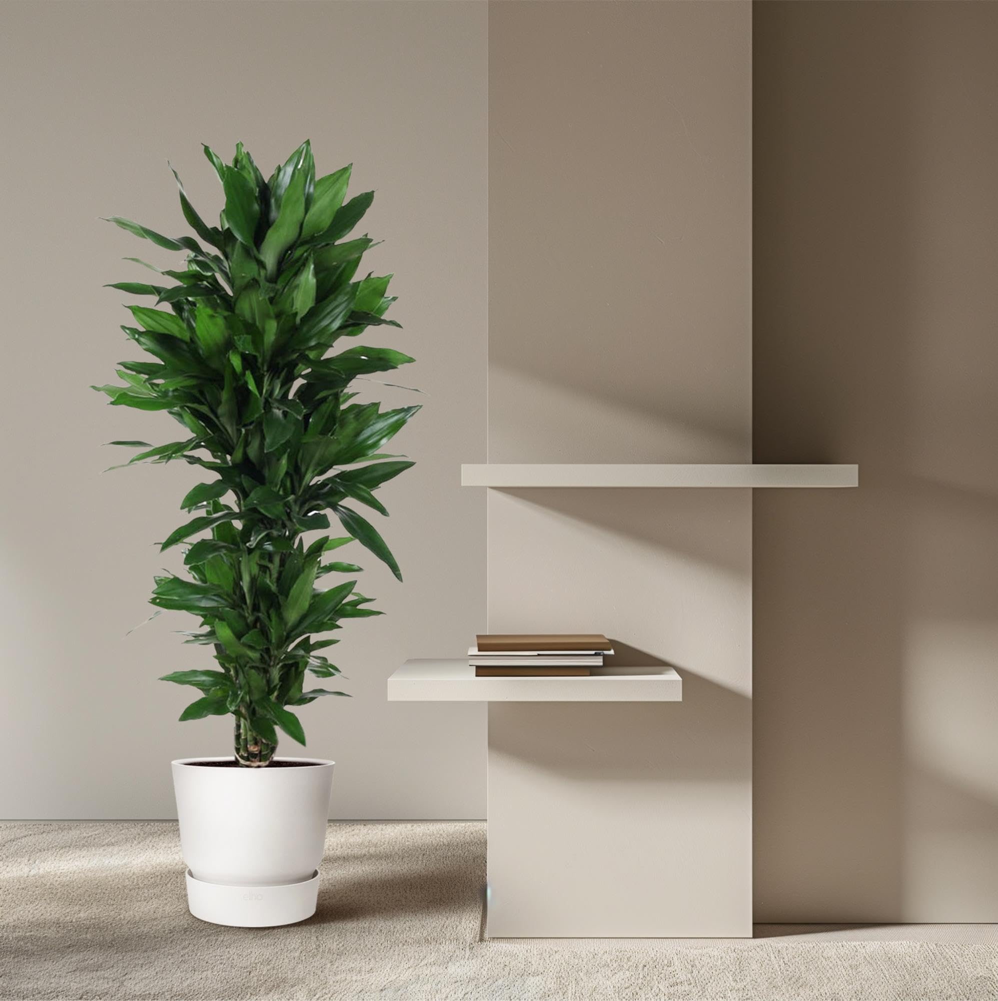 Dracena rozgałęziona Janet Lind, Roślina pokojowa, zielony, 120 cm, ø27 cm
