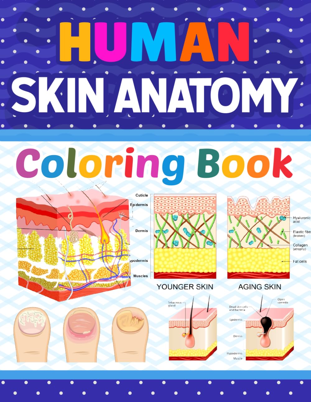 Human Skin Anatomy Coloring Book: Relaxation for students of medicine