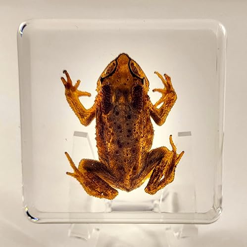 Miniatura 2 de Sapo real de 2.9 pulgadas en resina cristalina de Lucite para pisapapeles, manualidades, colección de taxidermia de animales preservados para