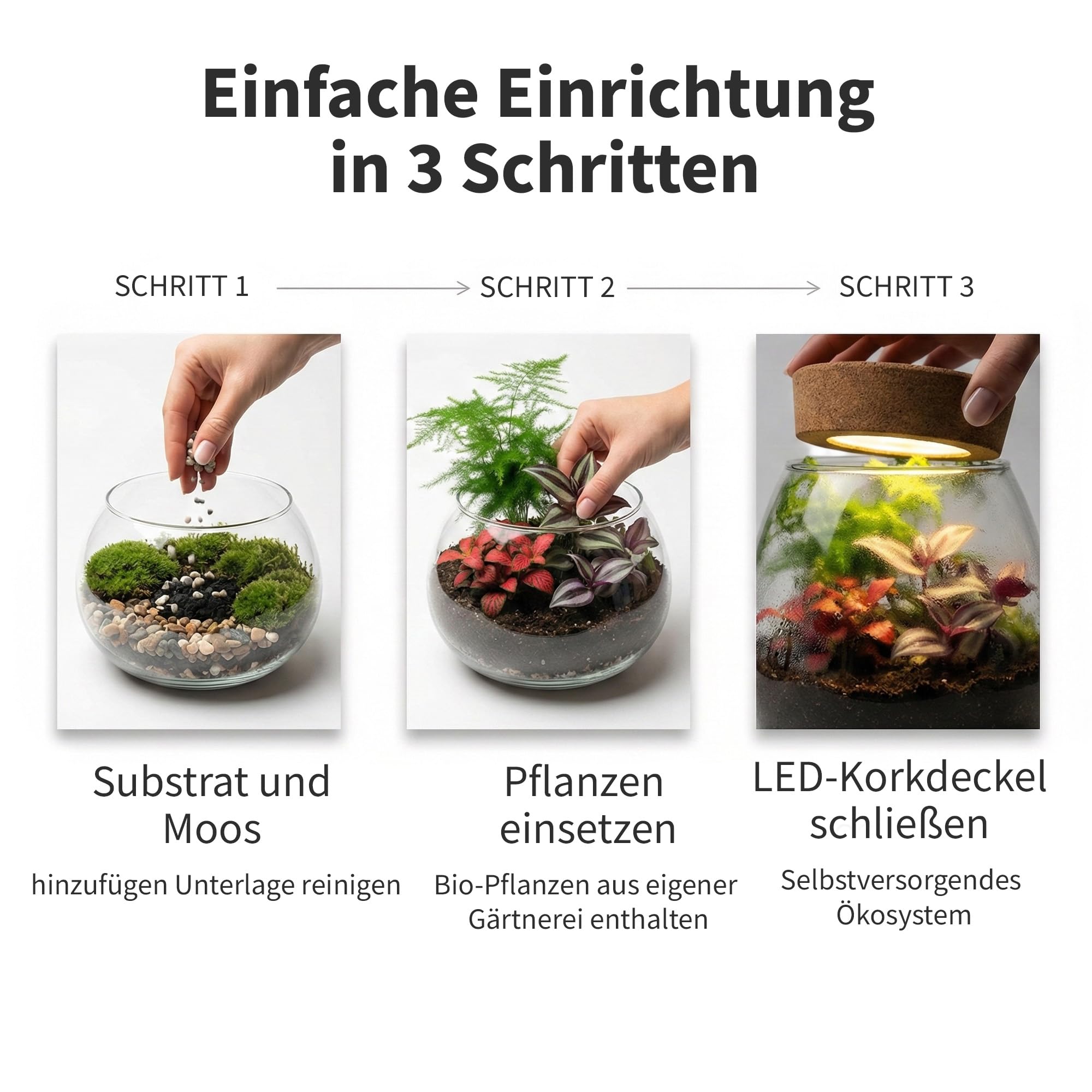 vdvelde.com - Bonsai Ökosystem - Bonsai und Minipflanzen - Ø 25cm ↥ 28cm - Batteriebetriebene Beleuchtung