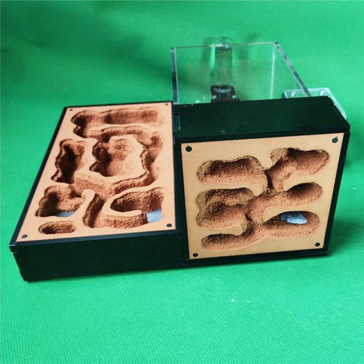 Formicaio per Riproduzione Osservazione Classico Formicaio in Gesso Acrilico Castello delle Formiche Piatto Habitat Area di Alimentazione Laboratorio Esperimenti