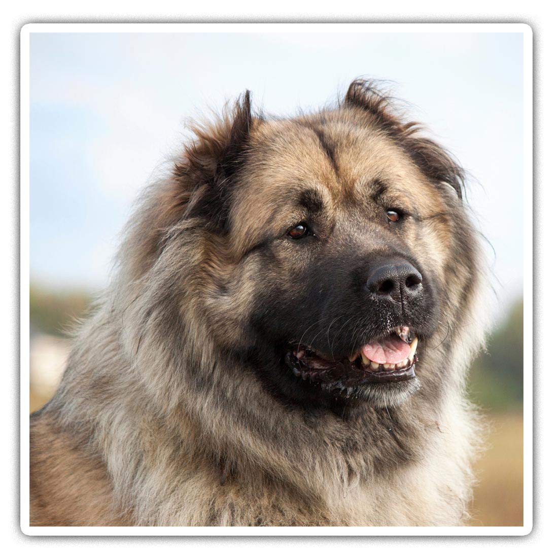 Square Stickers (Set of 2) 7.5cm - Caucasian Shepherd Sheepdog Laptop Tablet Luggage Scrapbook #3178